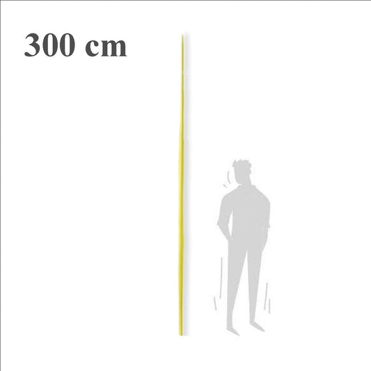 Palma blanca primera augusta